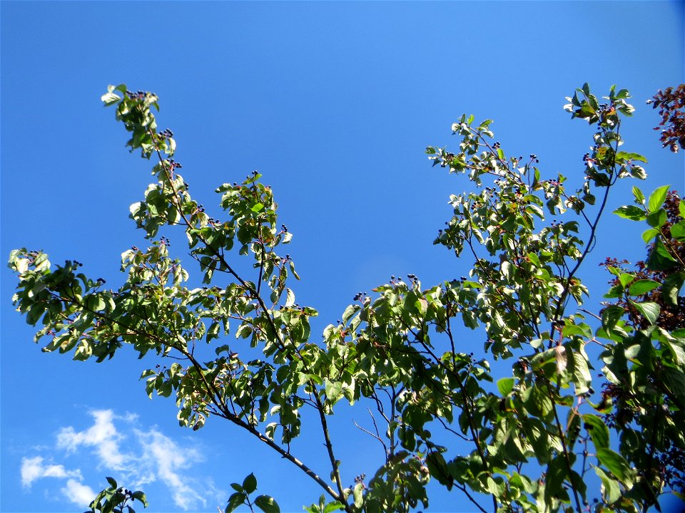Roter Hartriegel (Cornus sanguinea) in Hockenheim