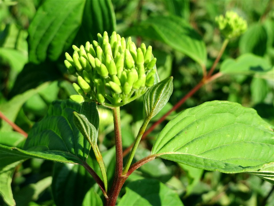 Blütenknospen vom Roten Hartriegel (Cornus sanguinea) am Hochwasserrückhaltebecken im Naturschutzgebiet „Bachwiesen/Leopoldswiesen“ im Hockenheimer Rheinbogen - im Spätsommer und Herbst neigt er dazu,