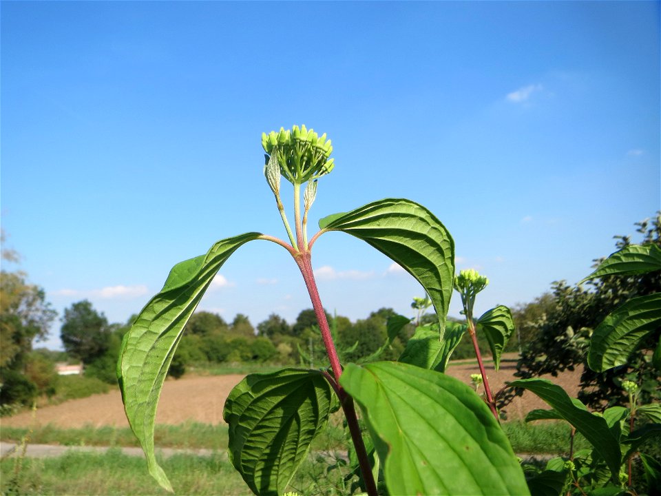 Blütenknospen vom Roten Hartriegel (Cornus sanguinea) am Hochwasserrückhaltebecken im Naturschutzgebiet „Bachwiesen/Leopoldswiesen“ im Hockenheimer Rheinbogen - im Spätsommer und Herbst neigt er dazu,