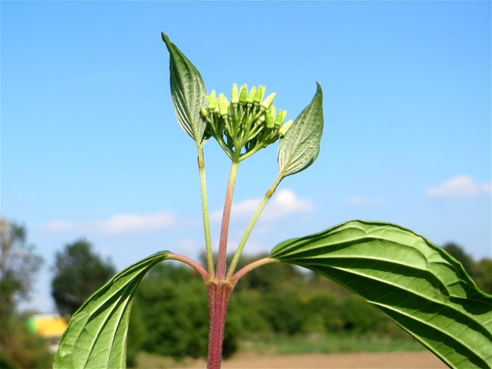 Blütenknospen vom Roten Hartriegel (Cornus sanguinea) am Hochwasserrückhaltebecken im Naturschutzgebiet „Bachwiesen/Leopoldswiesen“ im Hockenheimer Rheinbogen - im Spätsommer und Herbst neigt er dazu,