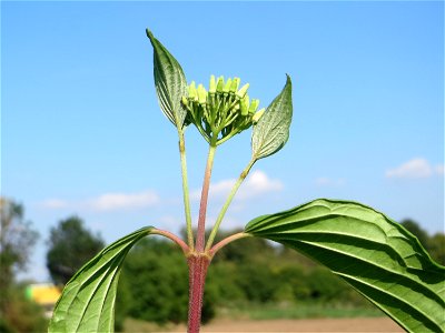 Blütenknospen vom Roten Hartriegel (Cornus sanguinea) am Hochwasserrückhaltebecken im Naturschutzgebiet „Bachwiesen/Leopoldswiesen“ im Hockenheimer Rheinbogen - im Spätsommer und Herbst neigt er dazu,