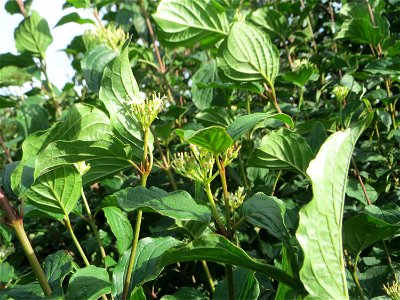 Roter Hartriegel (Cornus sanguinea) bei Oftersheim - neigt im Spätsommer/Herbst zu einer zweiten Blüte