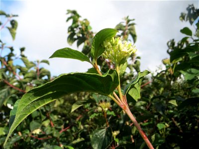 Roter Hartriegel (Cornus sanguinea) bei Oftersheim - neigt im Spätsommer/Herbst zu einer zweiten Blüte