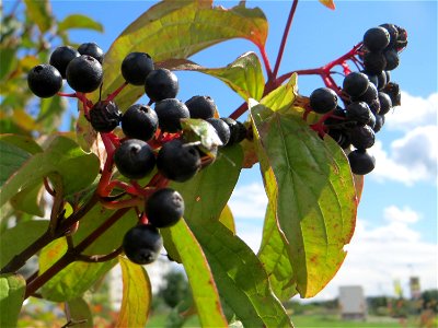 Roter Hartriegel (Cornus sanguinea) auf einer Reptilien- und Insekten-Schutzfläche bei Oftersheim