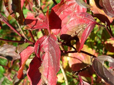 Roter Hartriegel (Cornus sanguinea) in Hockenheim