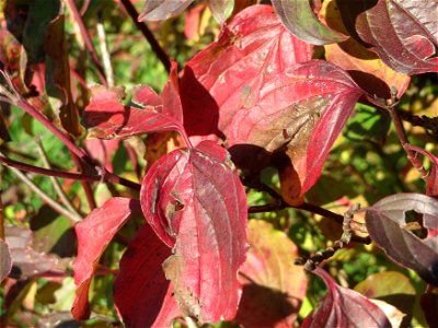 Roter Hartriegel (Cornus sanguinea) in Hockenheim