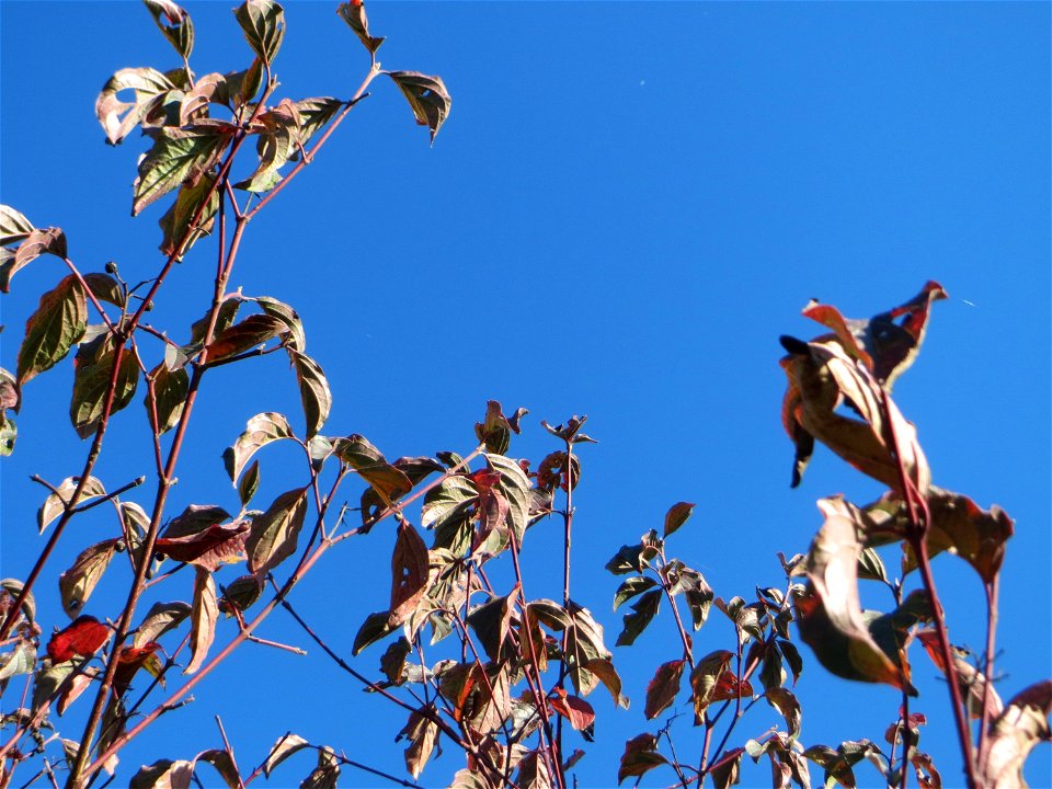 Roter Hartriegel (Cornus sanguinea) in Hockenheim