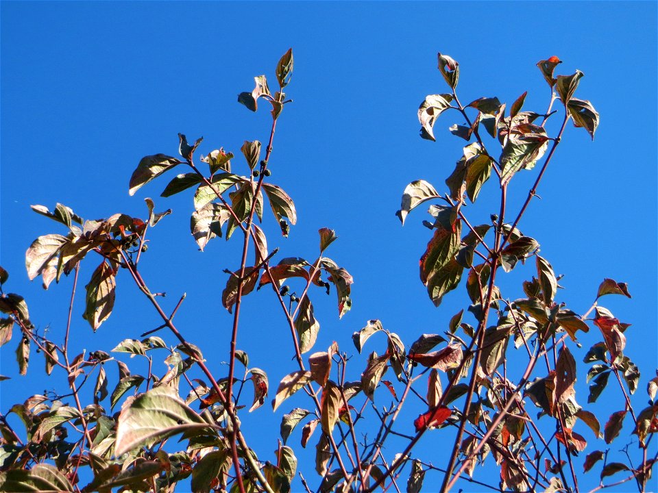 Roter Hartriegel (Cornus sanguinea) in Hockenheim