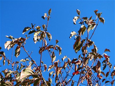 Roter Hartriegel (Cornus sanguinea) in Hockenheim