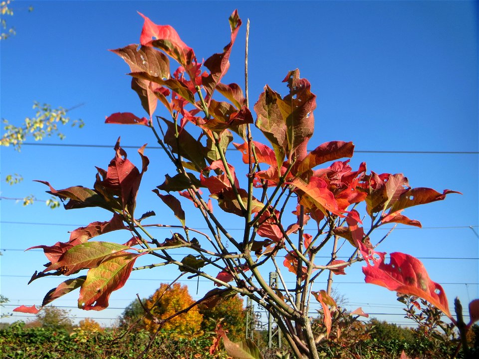Roter Hartriegel (Cornus sanguinea) bei Neulußheim