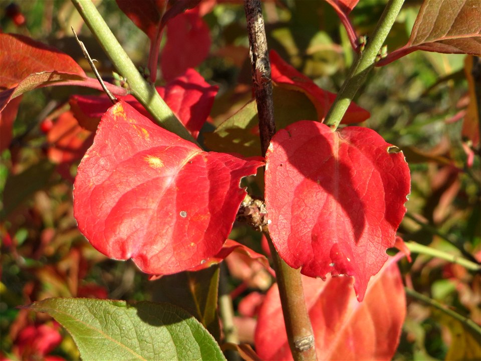 Roter Hartriegel (Cornus sanguinea) bei Neulußheim