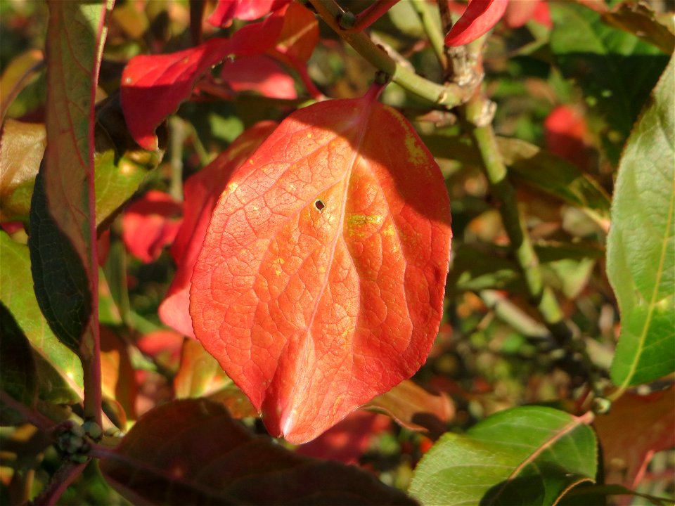 Roter Hartriegel (Cornus sanguinea) bei Neulußheim