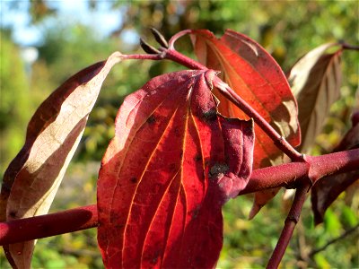 Roter Hartriegel (Cornus sanguinea) in Hockenheim