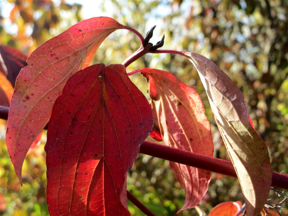 Roter Hartriegel (Cornus sanguinea) in Hockenheim