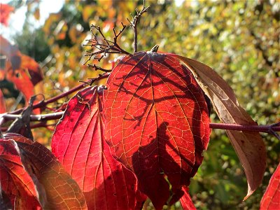 Roter Hartriegel (Cornus sanguinea) in Hockenheim