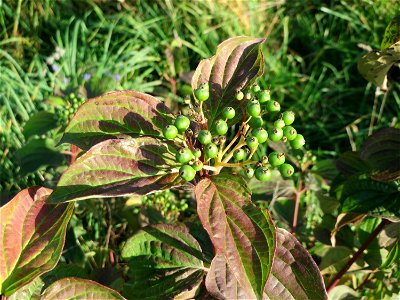 Roter Hartriegel (Cornus sanguinea) am Hochwasserrückhaltebecken im Naturschutzgebiet „Bachwiesen/Leopoldswiesen“ im Hockenheimer Rheinbogen - die noch unreifen Früchte zeugen davon, dass dieser Strau