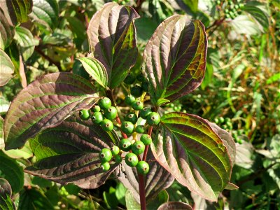 Roter Hartriegel (Cornus sanguinea) am Hochwasserrückhaltebecken im Naturschutzgebiet „Bachwiesen/Leopoldswiesen“ im Hockenheimer Rheinbogen - die noch unreifen Früchte zeugen davon, dass dieser Strau
