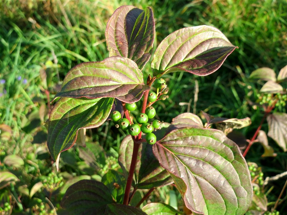 Roter Hartriegel (Cornus sanguinea) am Hochwasserrückhaltebecken im Naturschutzgebiet „Bachwiesen/Leopoldswiesen“ im Hockenheimer Rheinbogen - die noch unreifen Früchte zeugen davon, dass dieser Strau