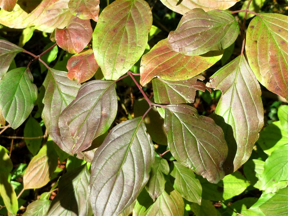 Blätter vom Roten Hartriegel (Cornus sanguinea) in der ehem. Bismarckanlage in Sankt Arnual