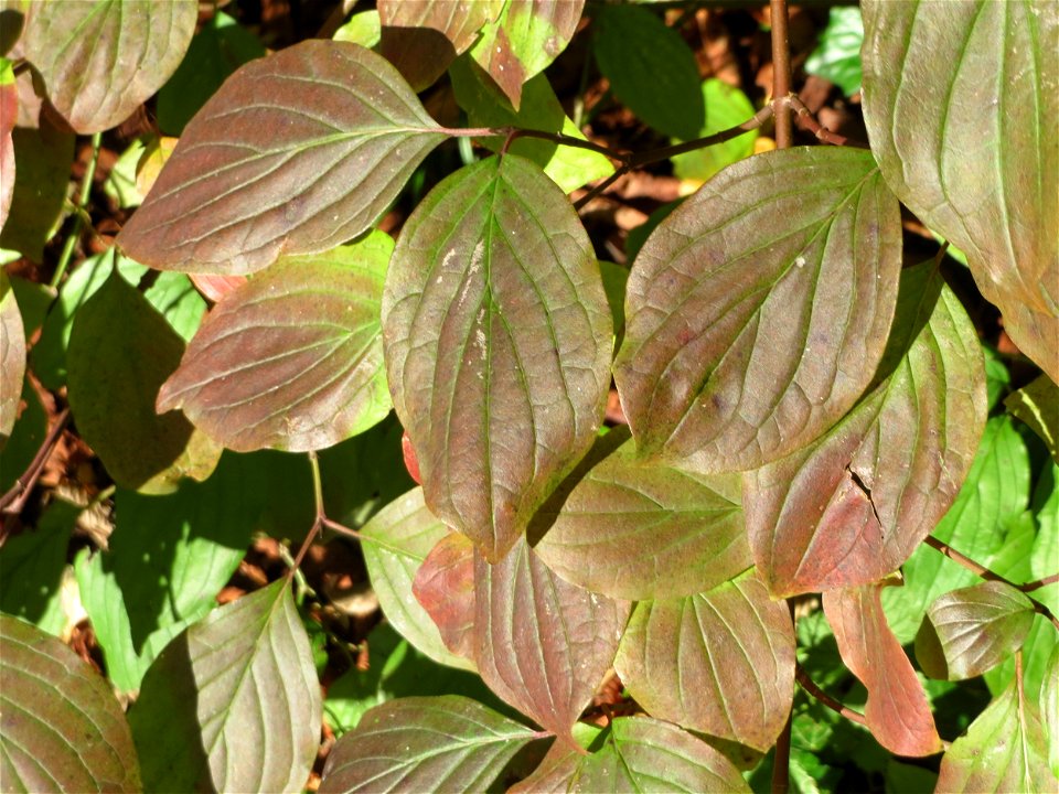 Blätter vom Roten Hartriegel (Cornus sanguinea) in der ehem. Bismarckanlage in Sankt Arnual
