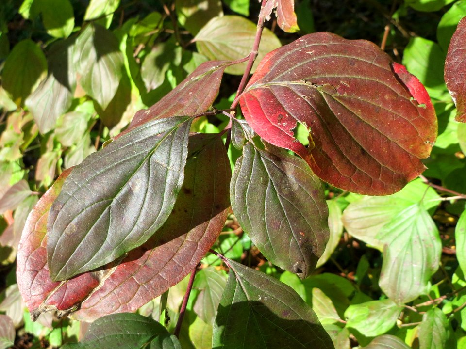 Blätter vom Roten Hartriegel (Cornus sanguinea) in der ehem. Bismarckanlage in Sankt Arnual
