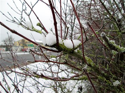 Vereister Roter Hartriegel (Cornus sanguinea) am Stadtrand von Hockenheim nach dem Wintereinbruch am 1. Dezember 2017