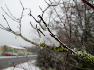 Vereister Roter Hartriegel (Cornus sanguinea) am Stadtrand von Hockenheim nach dem Wintereinbruch am 1. Dezember 2017