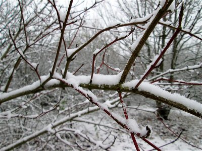 Roter Hartriegel (Cornus sanguinea) an der A61 bei Hockenheim bei Neuschnee am 3. Dezember 2017