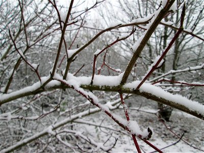 Roter Hartriegel (Cornus sanguinea) an der A61 bei Hockenheim bei Neuschnee am 3. Dezember 2017 photo