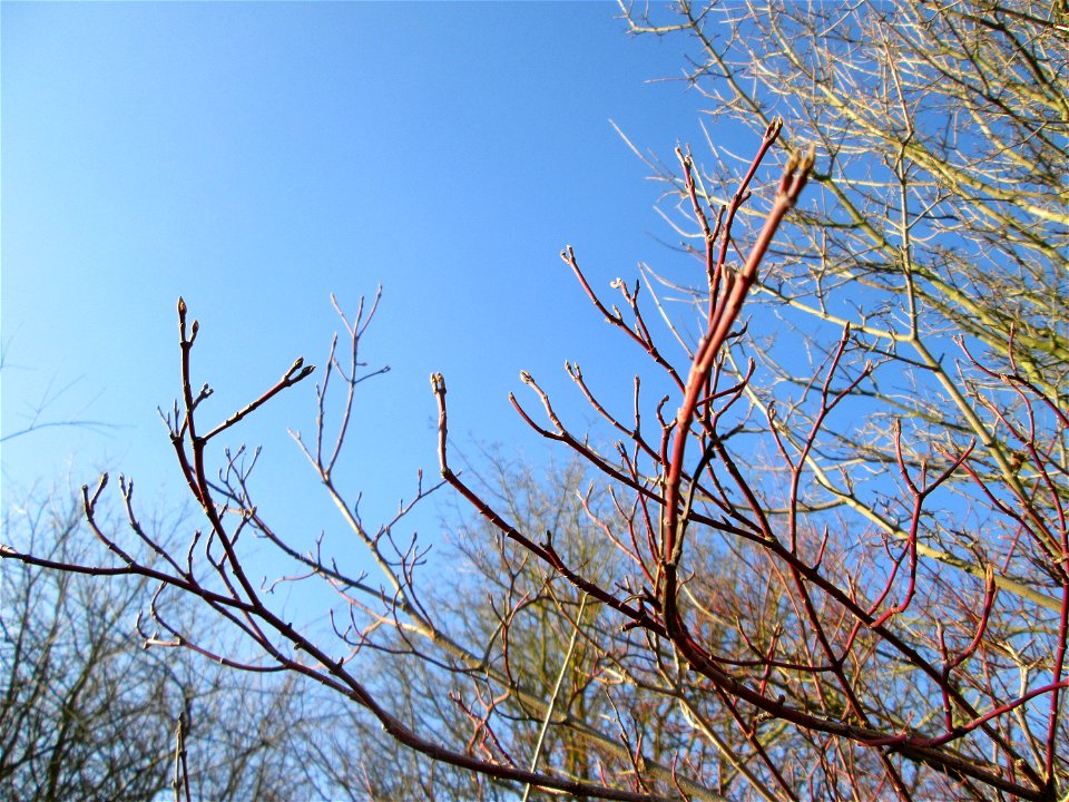Roter Hartriegel (Cornus sanguinea) bei Reilingen
