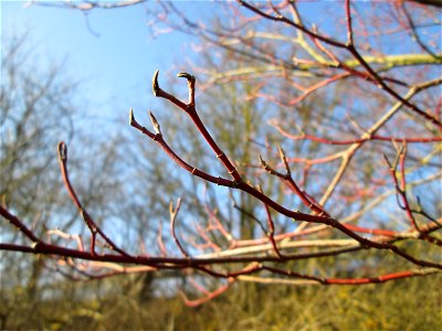 Roter Hartriegel (Cornus sanguinea) bei Reilingen