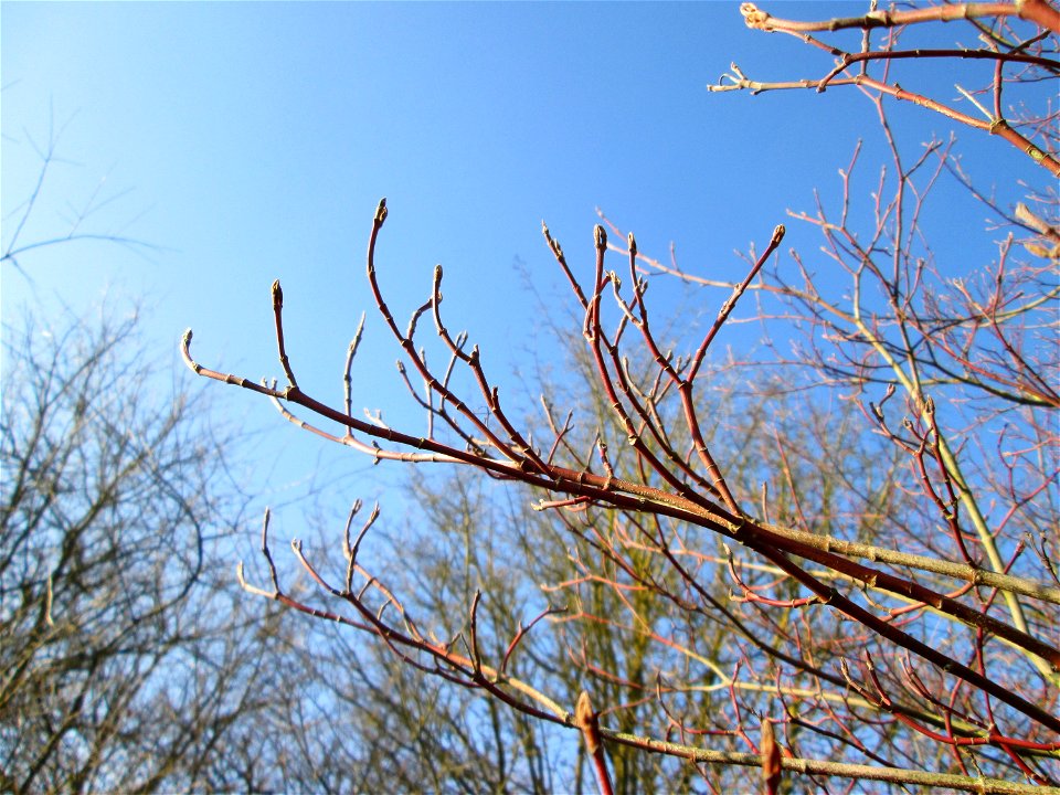 Roter Hartriegel (Cornus sanguinea) bei Reilingen