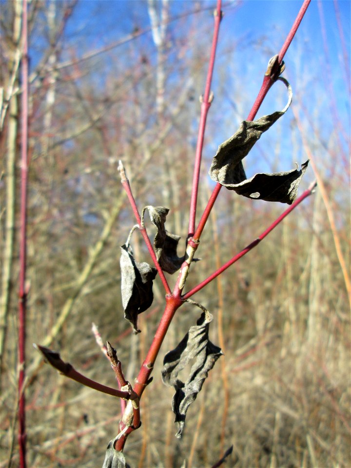 Roter Hartriegel (Cornus sanguinea) im Naturschutzgebiet „St. Arnualer Wiesen“
