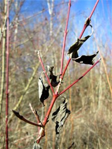 Roter Hartriegel (Cornus sanguinea) im Naturschutzgebiet „St. Arnualer Wiesen“