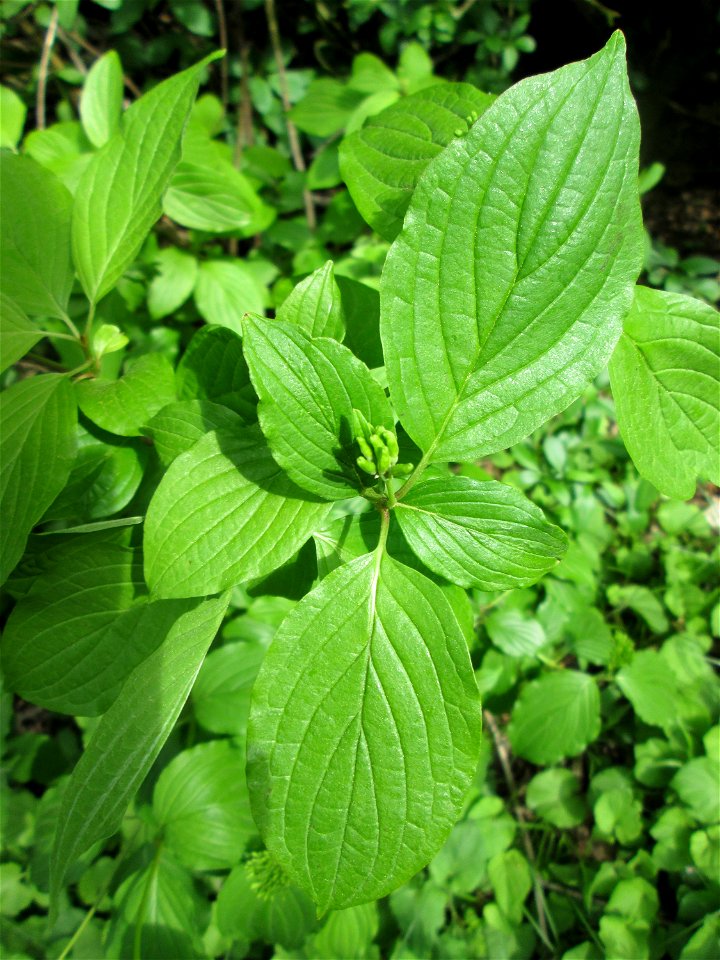 Blätter und Blütenknospen vom Roten Hartriegel (Cornus sanguinea) in Hockenheim