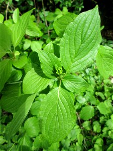 Blätter und Blütenknospen vom Roten Hartriegel (Cornus sanguinea) in Hockenheim