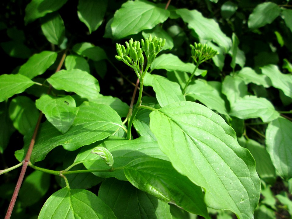 Blätter und Blütenknospen vom Roten Hartriegel (Cornus sanguinea) in Hockenheim