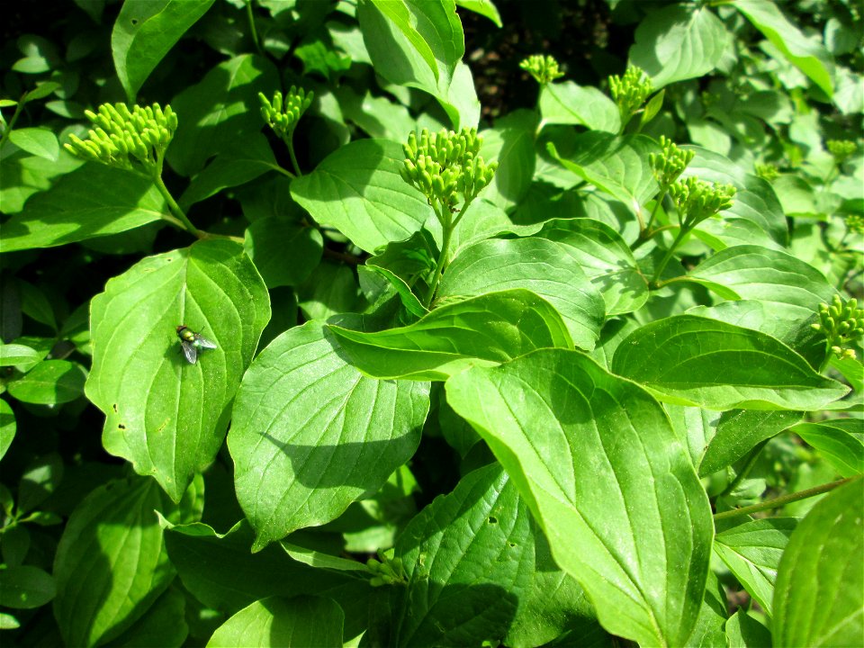 Blätter und Blütenknospen vom Roten Hartriegel (Cornus sanguinea) in Hockenheim