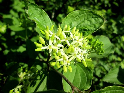 Aufblühender Hartriegel (Cornus sanguinea) am Nordring in Hockenheim