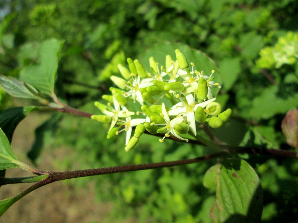 Aufblühender Hartriegel (Cornus sanguinea) am Nordring in Hockenheim