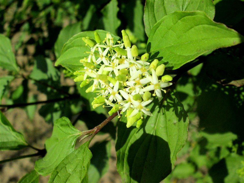 Aufblühender Hartriegel (Cornus sanguinea) am Nordring in Hockenheim