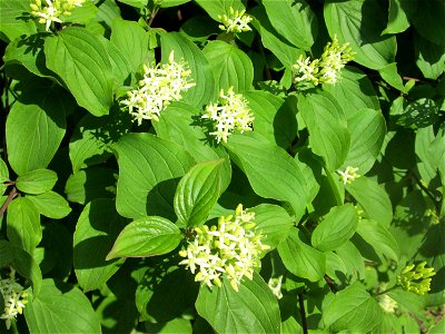 Aufblühender Hartriegel (Cornus sanguinea) am Nordring in Hockenheim