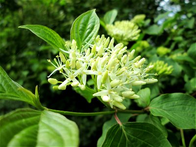 Roter Hartriegel (Cornus sanguinea) im Naturschutzgebiet „St. Arnualer Wiesen“