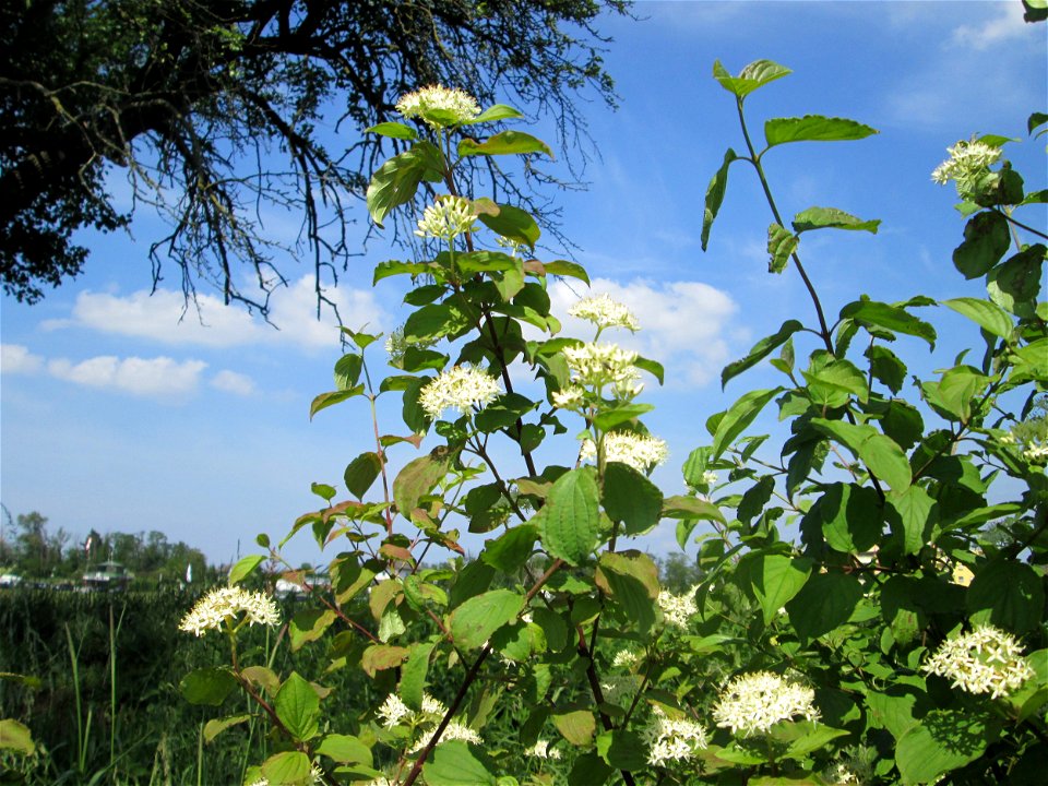Roter Hartriegel (Cornus sanguinea) im Landschaftsschutzgebiet „Hockenheimer Rheinbogen“