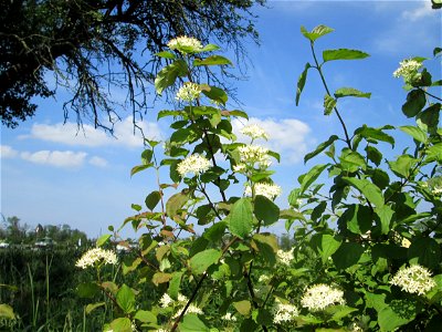 Roter Hartriegel (Cornus sanguinea) im Landschaftsschutzgebiet „Hockenheimer Rheinbogen“