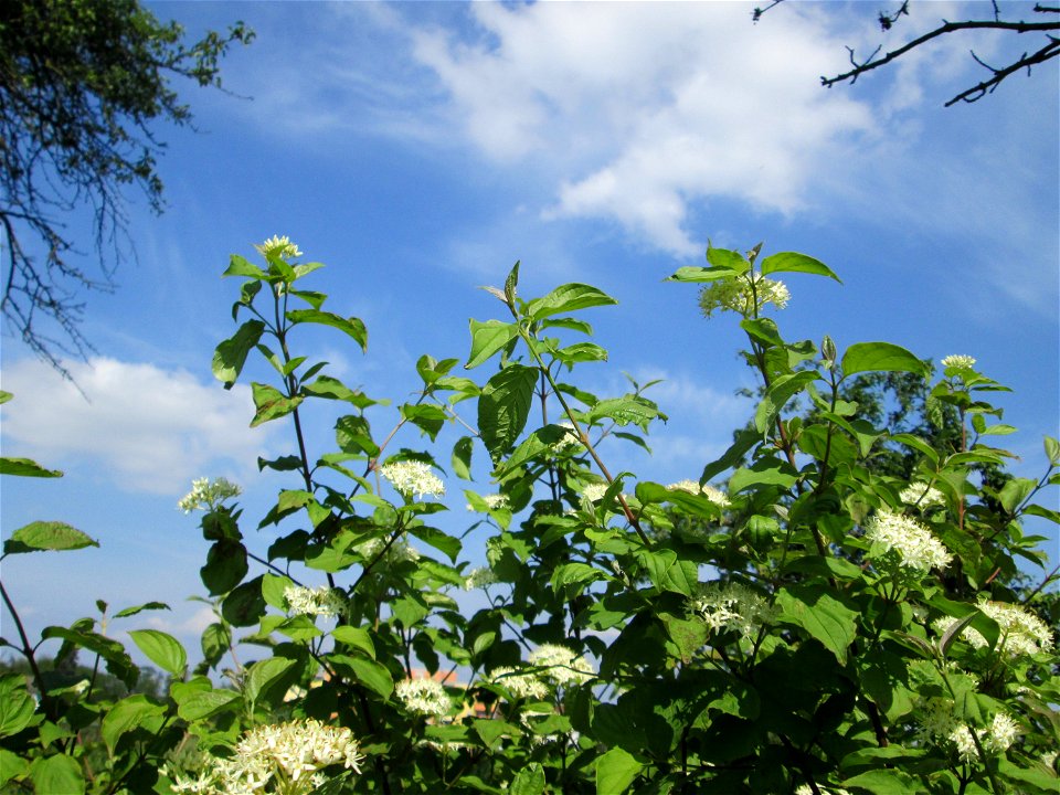Roter Hartriegel (Cornus sanguinea) im Landschaftsschutzgebiet „Hockenheimer Rheinbogen“