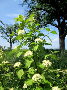 Roter Hartriegel (Cornus sanguinea) im Landschaftsschutzgebiet „Hockenheimer Rheinbogen“