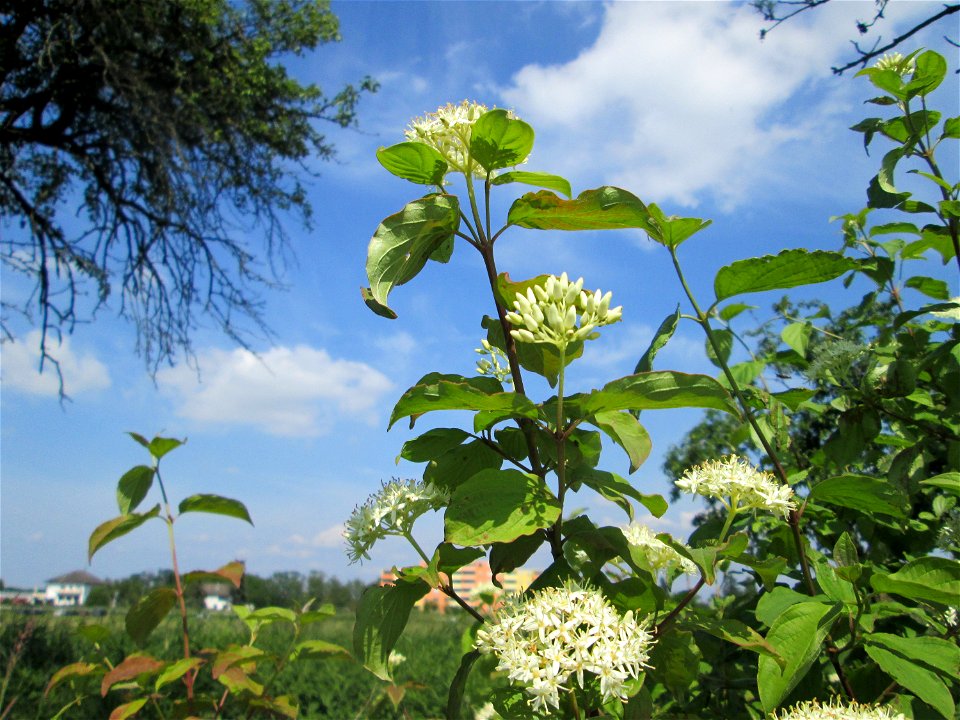 Roter Hartriegel (Cornus sanguinea) im Landschaftsschutzgebiet „Hockenheimer Rheinbogen“