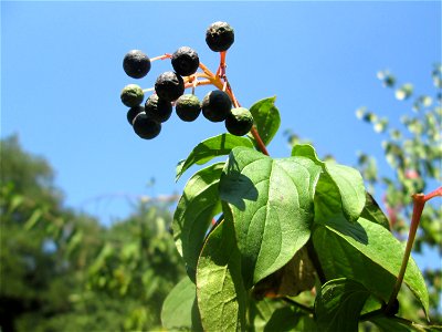 Roter Hartriegel (Cornus sanguinea) im Bürgerpark Saarbrücken