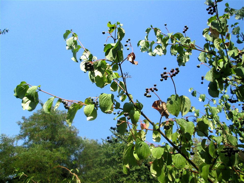Roter Hartriegel (Cornus sanguinea) im Bürgerpark Saarbrücken